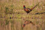 Fasan - Phasianus colchicus, Edelfasan, Fasanartige, Galliformes, Phasianidae