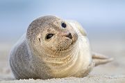 Seehund - Phoca vitulina Duene Helgoland