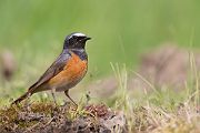 Gartenrotschwanz - Phoenicurus phoenicurus,  Fliegenschnaepper,  Schmaetzer, Singvogel, Vogel, Singvoegel, Grimma, Muldental, Sachsen,  Rotschwaenze, Muscicapidae