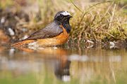 Gartenrotschwanz - Phoenicurus phoenicurus,  Fliegenschnaepper,  Schmaetzer, Singvogel, Vogel, Singvoegel, Grimma, Muldental, Sachsen,  Rotschwaenze, Muscicapidae