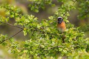 Gartenrotschwanz - Phoenicurus phoenicurus,  Fliegenschnaepper,  Schmaetzer, Singvogel, Vogel, Singvoegel, Grimma, Muldental, Sachsen,  Rotschwaenze, Muscicapidae