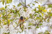 Gartenrotschwanz - Phoenicurus phoenicurus,  Fliegenschnaepper,  Schmaetzer, Singvogel, Vogel, Singvoegel, Grimma, Muldental, Sachsen,  Rotschwaenze, Muscicapidae