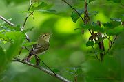 Waldlaubsänger, Waldlaubsaenger, Rhadina, Singvogel, Laubsängerartige, Laubsaengerartige,
Phylloscopus sibilatrix