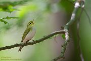 Waldlaubsänger, Waldlaubsaenger, Rhadina, Singvogel, Laubsängerartige, Laubsaengerartige,
Phylloscopus sibilatrix