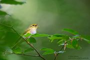 Waldlaubsänger, Waldlaubsaenger, Rhadina, Singvogel, Laubsängerartige, Laubsaengerartige,
Phylloscopus sibilatrix