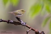 Waldlaubsänger, Waldlaubsaenger, Rhadina, Singvogel, Laubsängerartige, Laubsaengerartige,
Phylloscopus sibilatrix