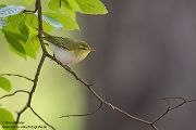 Waldlaubsänger, Waldlaubsaenger, Rhadina, Singvogel, Laubsängerartige, Laubsaengerartige,
Phylloscopus sibilatrix