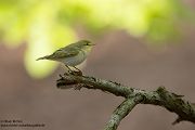 Waldlaubsänger, Waldlaubsaenger, Rhadina, Singvogel, Laubsängerartige, Laubsaengerartige,
Phylloscopus sibilatrix