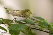 Waldlaubsänger, Waldlaubsaenger, Rhadina, Singvogel, Laubsängerartige, Laubsaengerartige,
Phylloscopus sibilatrix