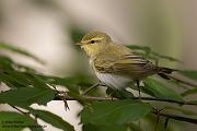 Waldlaubsänger, Waldlaubsaenger, Rhadina, Singvogel, Laubsängerartige, Laubsaengerartige,
Phylloscopus sibilatrix