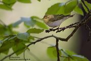 Waldlaubsänger, Waldlaubsaenger, Rhadina, Singvogel, Laubsängerartige, Laubsaengerartige,
Phylloscopus sibilatrix