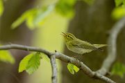 Waldlaubsänger, Waldlaubsaenger, Rhadina, Singvogel, Laubsängerartige, Laubsaengerartige,
Phylloscopus sibilatrix