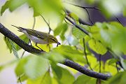Waldlaubsänger, Waldlaubsaenger, Rhadina, Singvogel, Laubsängerartige, Laubsaengerartige,
Phylloscopus sibilatrix