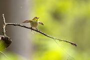 Waldlaubsänger, Waldlaubsaenger, Rhadina, Singvogel, Laubsängerartige, Laubsaengerartige,
Phylloscopus sibilatrix