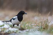 Elster - Pica pica Flug Rabenvoegel Elstern diebische Elster Voegel Sachsen Muldental Grimma 