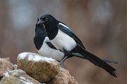 Elster - Pica pica Flug Rabenvoegel Elstern diebische Elster Voegel Sachsen Muldental Grimma 