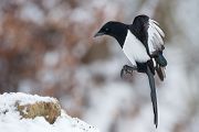 Elster - Pica pica Flug Rabenvoegel Elstern diebische Elster Voegel Sachsen Muldental Grimma 