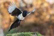 Elster - Pica pica Flug Rabenvoegel Elstern diebische Elster Voegel Sachsen Muldental Grimma 