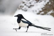 Elster - Pica pica Flug Rabenvoegel Elstern diebische Elster Voegel Sachsen Muldental Grimma 