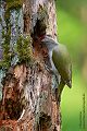 Grauspecht - Picus canus - Maennchen - Muldental Sachsen