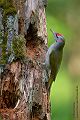 Grauspecht - Picus canus - Maennchen - Muldental Sachsen