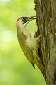 Grünspecht, Gruenspecht - Picus viridis, Vogel des Jahres 2014, Spechte, Erdspechte, Specht, Nicht schlecht Herr Specht, Muldental, Gruenspechte im Muldental, Gruenspecht im Muldental, Gruenspecht in Sachsen, Sachsen, Picus viridus, Weibchen, Maennchen