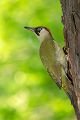 Grünspecht, Gruenspecht - Picus viridis, Vogel des Jahres 2014, Spechte, Erdspechte, Specht, Nicht schlecht Herr Specht, Muldental, Gruenspechte im Muldental, Gruenspecht im Muldental, Gruenspecht in Sachsen, Sachsen, Picus viridus, Weibchen, Maennchen