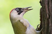 Gruespecht - Picus viridis, Vogel des Jahres 2014, Spechte, Erdspechte, Specht, Nicht schlecht Herr Specht, Muldental, Gruenspechte im Muldental, Gruenspecht im Muldental, Gruenspecht in Sachsen, Sachsen, Picus viridus, Weibchen, Maennchen