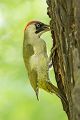 Grünspecht, Gruenspecht -Picus viridis, Vogel des Jahres 2014, Spechte, Erdspechte, Specht, Nicht schlecht Herr Specht, Muldental, Gruenspechte im Muldental, Gruenspecht im Muldental, Gruenspecht in Sachsen, Sachsen, Picus viridus, Weibchen, Maennchen