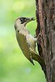 Grünspecht, Gruenspecht - Picus viridis, Vogel des Jahres 2014, Spechte, Erdspechte, Specht, Nicht schlecht Herr Specht, Muldental, Gruenspechte im Muldental, Gruenspecht im Muldental, Gruenspecht in Sachsen, Sachsen, Picus viridus, Weibchen, Maennchen