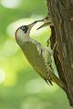 Grünspecht, Gruenspecht - Picus viridis, Vogel des Jahres 2014, Spechte, Erdspechte, Specht, Nicht schlecht Herr Specht, Muldental, Gruenspechte im Muldental, Gruenspecht im Muldental, Gruenspecht in Sachsen, Sachsen, Picus viridus, Weibchen, Maennchen