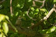 Gruenspecht - Picus viridis Spechte Weibchen Grimma Sachsen Muldental Echte Spechte Woodpecker Voegel 