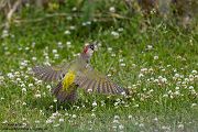 Gruenspecht - Picus viridis Spechte Weibchen Grimma Sachsen Muldental Echte Spechte Woodpecker Voegel 