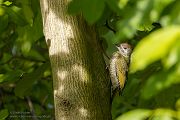 Gruenspecht - Picus viridis Spechte Weibchen Grimma Sachsen Muldental Echte Spechte Woodpecker Voegel 