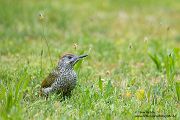 Gruenspecht - Picus viridis Spechte Weibchen Grimma Sachsen Muldental Echte Spechte Woodpecker Voegel 