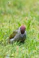 Gruenspecht - Picus viridis Spechte Weibchen Grimma Sachsen Muldental Echte Spechte Woodpecker Voegel 