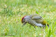 Gruenspecht - Picus viridis Spechte Weibchen Grimma Sachsen Muldental Echte Spechte Woodpecker Voegel 