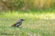 Gruenspecht - Picus viridis Spechte Weibchen Grimma Sachsen Muldental Echte Spechte Woodpecker Voegel 