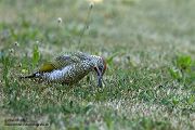 Gruenspecht - Picus viridis Spechte Weibchen Grimma Sachsen Muldental Echte Spechte Woodpecker Voegel 