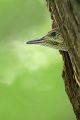 Grünspecht, Gruenspecht - Picus viridis, Vogel des Jahres 2014, Spechte, Erdspechte, Specht, Nicht schlecht Herr Specht, Muldental, Gruenspechte im Muldental, Gruenspecht im Muldental, Gruenspecht in Sachsen, Sachsen, Picus viridus, Weibchen, Maennchen