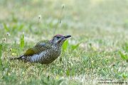Gruenspecht - Picus viridis Spechte Weibchen Grimma Sachsen Muldental Echte Spechte Woodpecker Voegel 