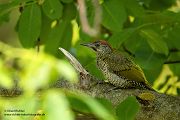 Gruenspecht - Picus viridis Spechte Weibchen Grimma Sachsen Muldental Echte Spechte Woodpecker Voegel 