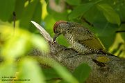 Gruenspecht - Picus viridis Spechte Weibchen Grimma Sachsen Muldental Echte Spechte Woodpecker Voegel 