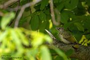 Gruenspecht - Picus viridis Spechte Weibchen Grimma Sachsen Muldental Echte Spechte Woodpecker Voegel 