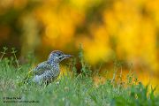 Gruenspecht - Picus viridis Spechte Weibchen Grimma Sachsen Muldental Echte Spechte Woodpecker Voegel 
