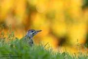 Gruenspecht - Picus viridis Spechte Weibchen Grimma Sachsen Muldental Echte Spechte Woodpecker Voegel 