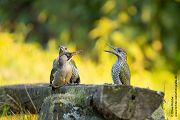 Gruenspecht - Picus viridis Spechte Weibchen Grimma Sachsen Muldental Echte Spechte Woodpecker Voegel 