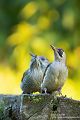 Gruenspecht - Picus viridis Spechte Weibchen Grimma Sachsen Muldental Echte Spechte Woodpecker Voegel 