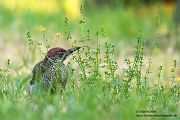 Gruenspecht - Picus viridis Spechte Weibchen Grimma Sachsen Muldental Echte Spechte Woodpecker Voegel 