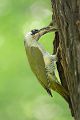 Grünspecht, Gruenspecht - Picus viridis, Vogel des Jahres 2014, Spechte, Erdspechte, Specht, Nicht schlecht Herr Specht, Muldental, Gruenspechte im Muldental, Gruenspecht im Muldental, Gruenspecht in Sachsen, Sachsen, Picus viridus, Weibchen, Maennchen